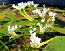 Piante Acquatiche Mix Per Laghetto O Pond