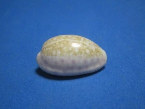 Cypraea chinensis (Linnaeus,1758) "SOLOMON ISLANDS!" (29.7mm) - Picture 1 of 7
