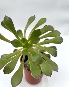 1 Pot Rosettes Succulent Aeonium Garnet hybrid-Garden Rocky Landscape Houseplant - Picture 1 of 9