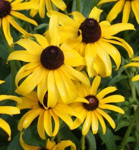 30,000 Black Eyed Susan Flower Seeds Rudbeckia Hirta Perennial - Picture 1 of 3