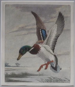 MALLARD Etching Duck Waterfowl Hunting SPORTING ART Benson Moore SOUTHERN ARTIST - Picture 1 of 12