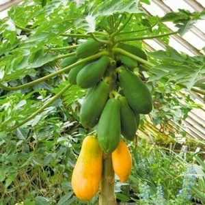 BIO ZWERGBAUM MELONE Papaya Frucht SWEET MARY 10 Samen für UK EU US Klima  - Bild 1 von 2