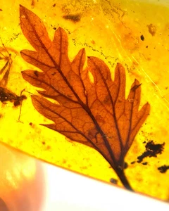 Cretaceous Fossil Burmese amber burmite leaf plant insect amber Fossil Myanmar - Picture 1 of 7