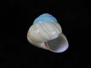 Caracol terrestre Asperitas bimaensis cochlostyloides 34,5 mm ID#9463 - Imagen 1 de 3