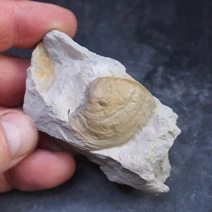 Bivalve Panopea neocamiensis France Fissil Cretaceous 7 - Picture 1 of 4