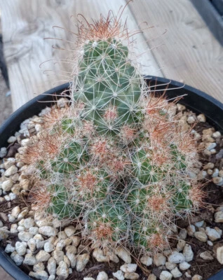 Cochemiea Setispina Baja Hedgehog Cactus Whole Plant Bright Red Flowers 164 - Image 1 of 3