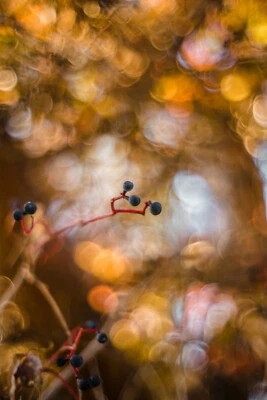 Pentaflex AUTO 1.8/50 (Oreston) *TOP* Primoplan  Pancolar bubble effect CLA - Image 1 of 4