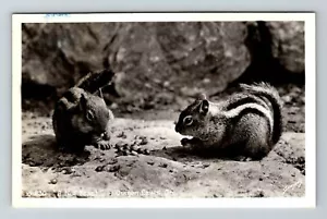 Oregon Caves OR-Oregon, Nut Feast, Chipmunks RPPC cartolina ricordo d'epoca - Foto 1 di 2