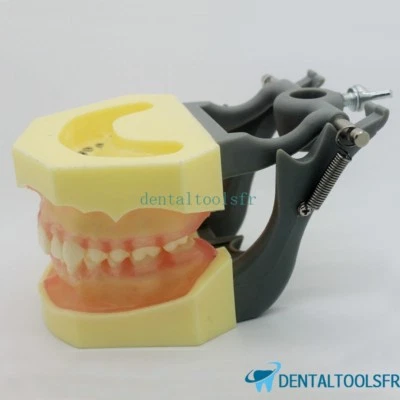 Modèle anatomique standard dentaire avec formation en hygiène de gencive douce  - Photo 1/4