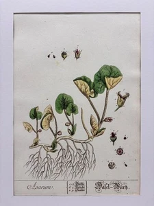 Asarum / Hasel-Wurz. Kol. Kupferstich Nr. 383 von N.F. Eisenberger aus Blackwell - Bild 1 von 3