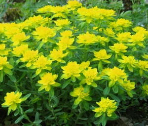 CUSHION SPURGE Euphorbia Polychroma - 75 Bulk Seeds - Picture 1 of 1