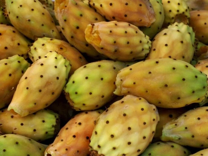 Naranja Columna Cactus - Stenocereus stellatus Cactus Xoconostle 5+ Semillas ... - Imagen 1 de 1