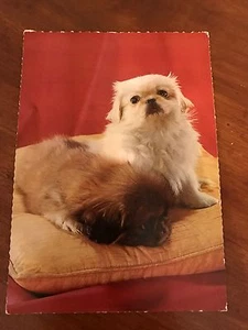Vintage Postcard Pekingeses Edition Korsch Munich Germany Foto: Three Lions - Picture 1 of 2