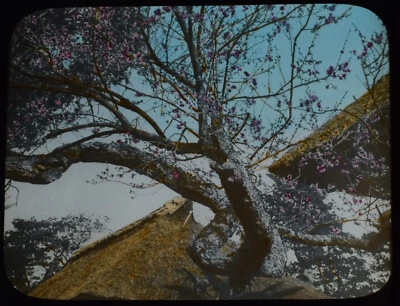 PFLAUMENBLÜTE IN SUGITA JAPAN UM 1890 ANTIK Magische Laterne Dia FOTO - Bild 1 von 3