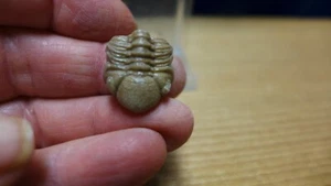 GEOLOGICAL ENTERPRISES Devonian fossil trilobite Kainops raymondi Oklahoma - Picture 1 of 6