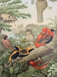 antike Grafik Fauna Vögel: Webervögel alte Chromolithografie um 1905 birds - Bild 1 von 8