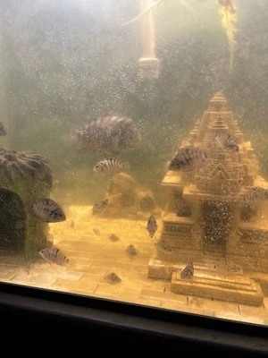 Convict Cichlid Live Fish - Image 1 of 3