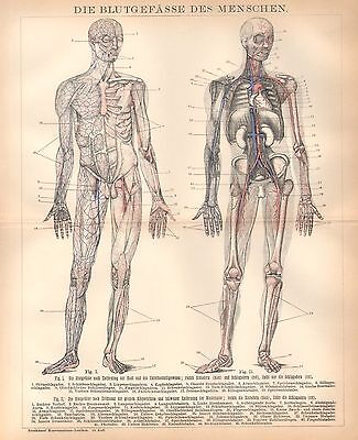 Die Blutgefässe Des Menschen Aorta Schlagadern Anatomie  Lithographie Von 1895 • 8€