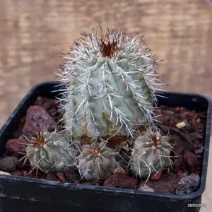 D3387 COPIAPOA FIEDLERIANA maceta 10-H8-W8 cm MaMa Cactus - Imagen 1 de 4
