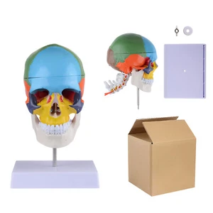 Human Removable Life-Size Colorful Skull Head Anatomical Model Stand Teaching - Picture 1 of 22