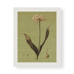 Stampa su Tela su Carta Poster o Quadro Seba John Botanica Verde III - Picture 1 of 2