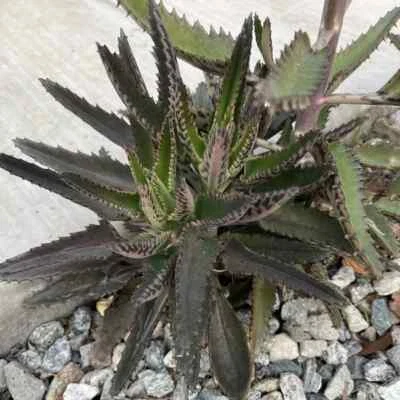 Mother of Thousands Kalanchoe Succulent Alligator Plant - Image 1 of 2