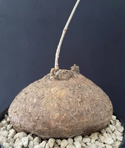 ÉNORME !!! Diam 14Cm Cyphostemma Elephantopus, Caudex, Succulente, Cactus RARE!! - Imagen 1 de 7