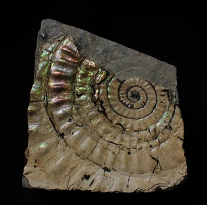 Atemberaubender grün schillernder Caloceras Ammonit Fossil Display Innenausstattung UK Mineral - Bild 1 von 8