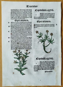 Post Incunable Leaf Hortus Sanitatis Colored Woodcuts Botany (Z) - 1511 - Picture 1 of 2