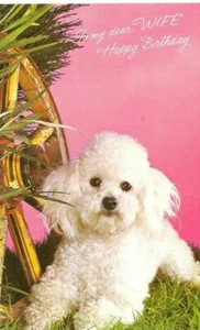 Wife Happy Birthday Vintage Greeting Card - Cute 1970's Poodle Puppy Dog Animals - Picture 1 of 1