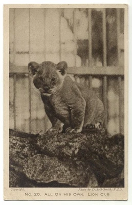 Zoological Society Of London Regent's Park Lion Cub On His Own No. 20 Postcard - Image 1 of 2