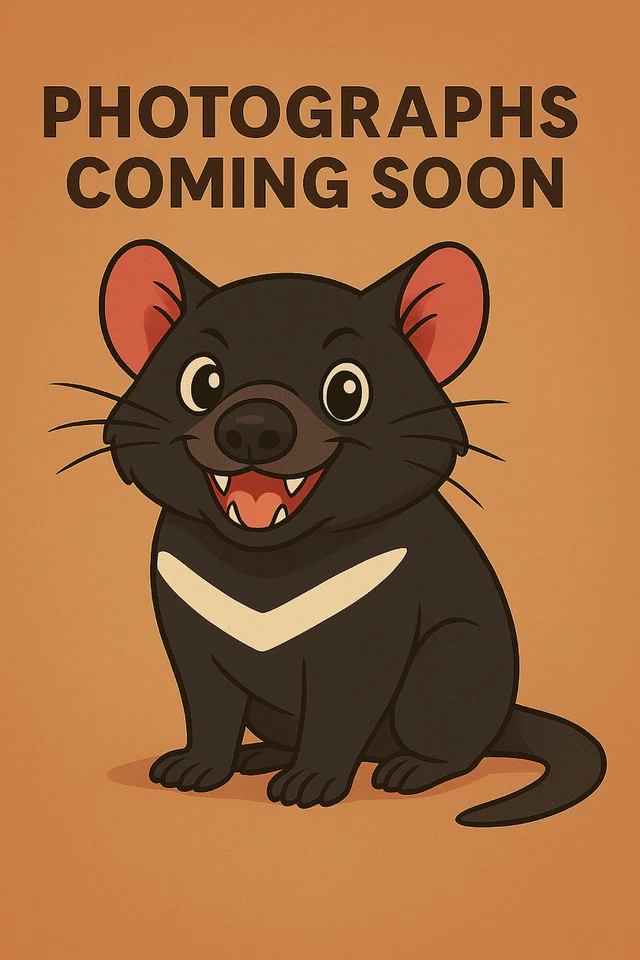 Various - Into The Night (CD 2007) - Image 1 of 1