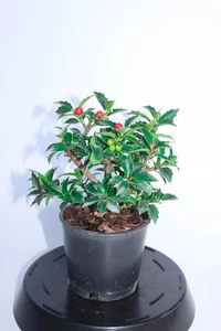 Dwarf Japanese Ilex  X 'Rock Garden' Holly 5" pot - Picture 1 of 2