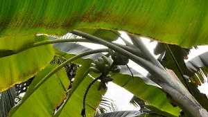 7 Seeds Musa Itinerans var. Xishuangbannaensis - Picture 1 of 1