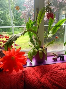 Epiphyllum Red. Disocactus ackermannii 1 x Fresh Rooted Cutting. - Picture 1 of 7