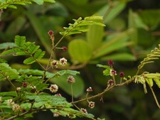 concinna shikakai