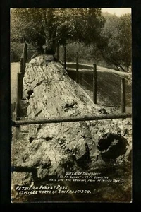 Tree real photo postcard RPPC California CA Petrified Forest Calistoga Vintage - Picture 1 of 2