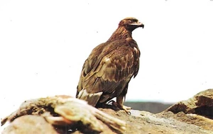 Postal vintage cromada de Texas West Golden Eagle King of Hunters - Imagen 1 de 2