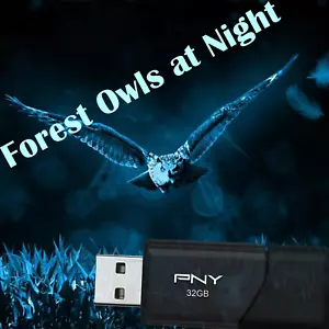Forrest Owls at Night (Entspannungs- & Schlafhilfe) auf 16GB USB - Bild 1 von 1