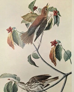 John James Audubon Birds WOOD THRUSH Vintage Book Plate Art Print 279 - Picture 1 of 3
