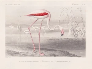 Phoenicopterus roseus flamencos pájaros pájaro grabado Orbigny grabado en acero 1861 - Imagen 1 de 1
