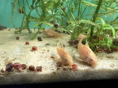 Raro Albino Corydoras Paleatus - Peces vivos de acuario de agua dulce - Paquete de 6 Foto 1 de 4