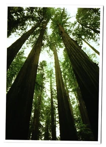Postcard Big Sur California - Redwood Trees - Picture 1 of 2