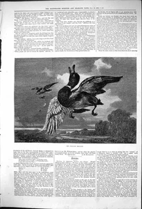 Original Old Antique Print 1875 Stricken Mallard Duck Sport Hunting Birds 19th - Picture 1 of 1