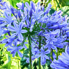 Agapanthus 'Brilliant Blue' African Lily Herbaceous Garden Perennial | 9cm Pot