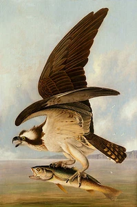 John James Audubon : "Osprey and Weakfish (Fish Hawk)" (1829) - Fine Art Print - Picture 1 of 7