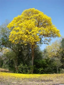 Golden Goddess Tree (Tabebuia chrysantha) 25 Seeds - Picture 1 of 1