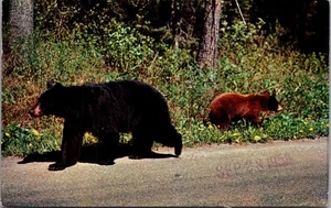 MOTHER BEAR and BEAR CUB c1959 animal Postcard - Picture 1 of 2