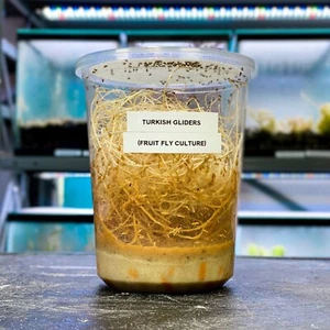 "Turkish Glider" Melanogaster (Fruit Fly Culture) - LIVE FEEDER INSECT DART FROG - Picture 1 of 4