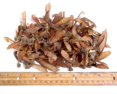 100 count Bigleaf Maple Tree Seeds ( Acer macrophyllum ) Organic - Image 1 of 4